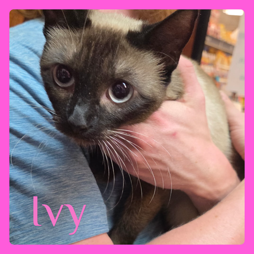 IVY, Young Siamese (short coat), cat for adoption in Wichita Falls, Texas