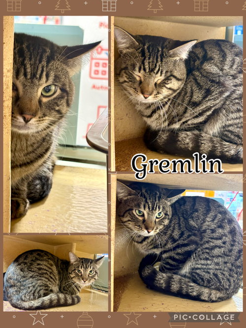 GREMLIN, an adoptable Tabby in Lawton, OK