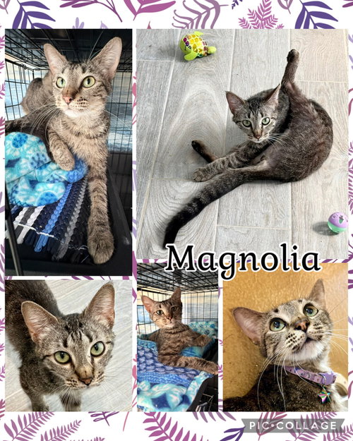 MAGNOLIA