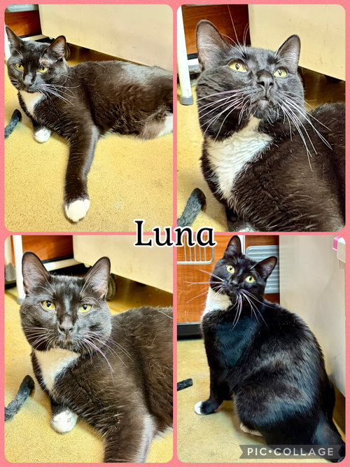 LUNA, Young Tuxedo (short coat), cat for adoption in Lawton, Oklahoma