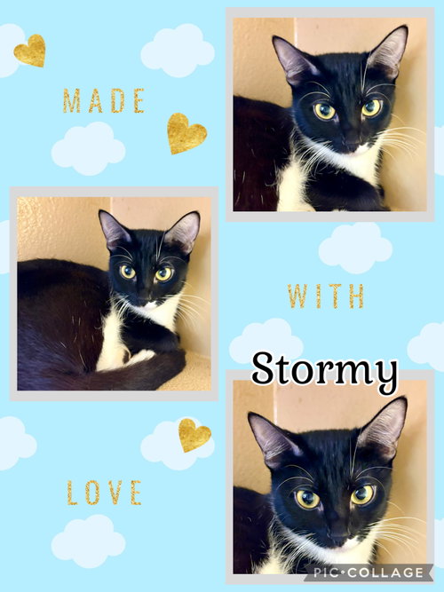 STORMY, an adoptable Tuxedo in Lawton, OK