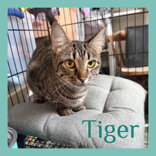 TIGER