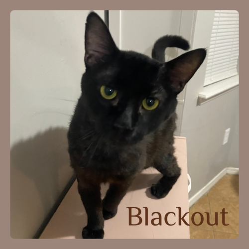 BLACKOUT