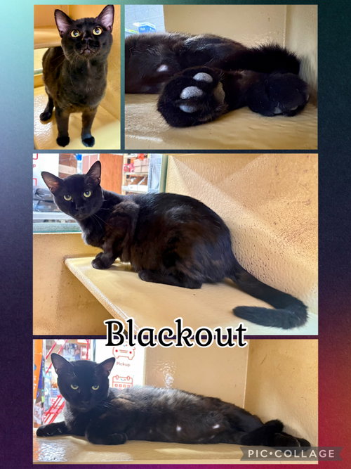 BLACKOUT, Young Tabby (short coat), cat for adoption in Lawton, Oklahoma