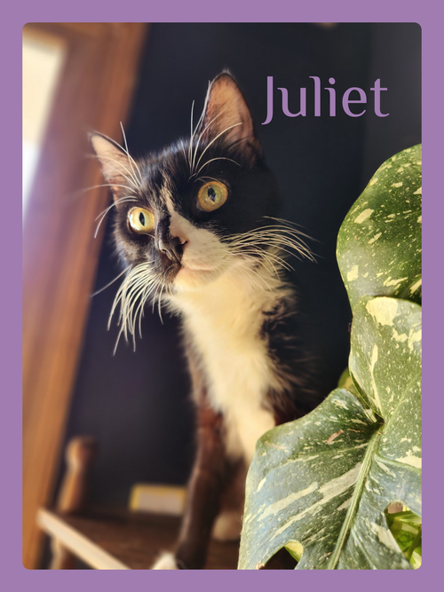 JULIET