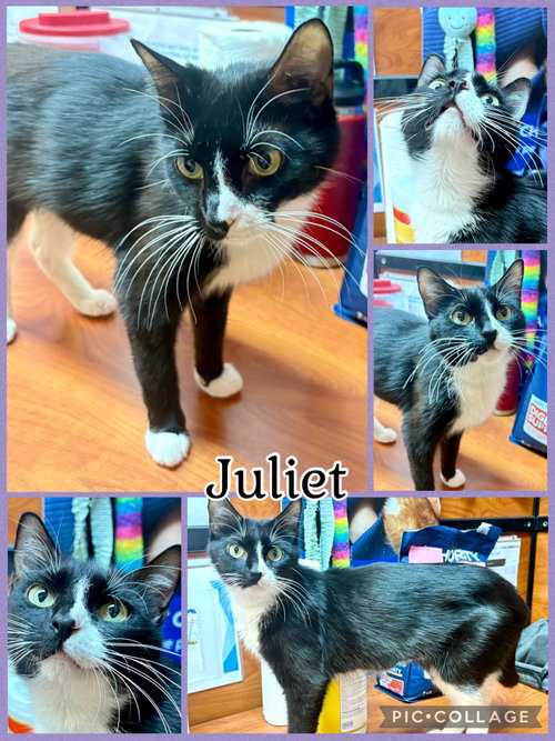 JULIET, an adoptable Tuxedo in Lawton, OK