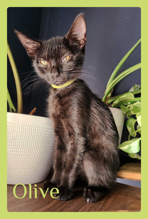 OLIVE