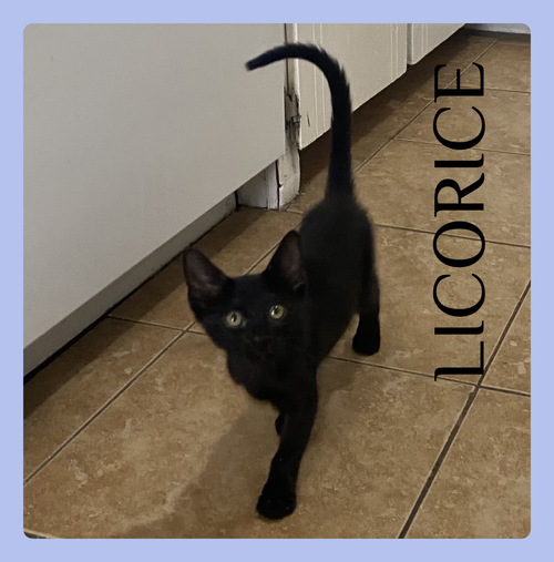LICORICE