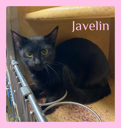 JAVELIN