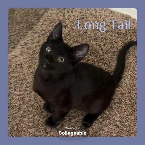 LONG TAIL