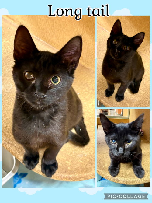 LONG TAIL, an adoptable Tabby in Lawton, OK