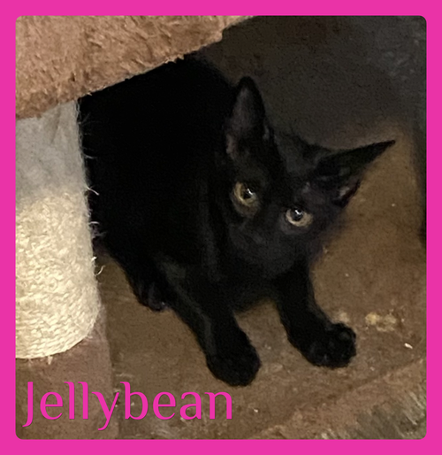 JELLYBEAN