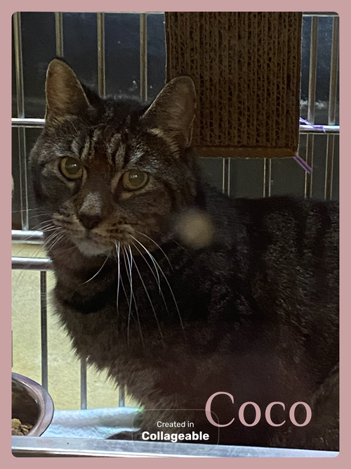 COCO