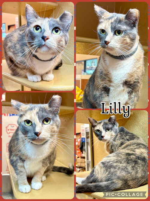 LILLY, an adoptable Dilute Calico in Lawton, OK
