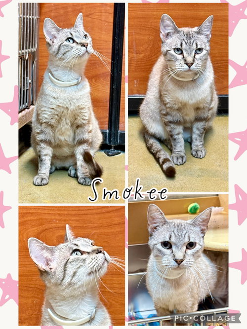 Smokee