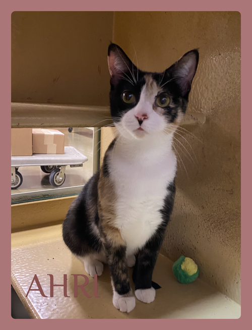 AHRI, an adoptable Calico in Lawton, OK
