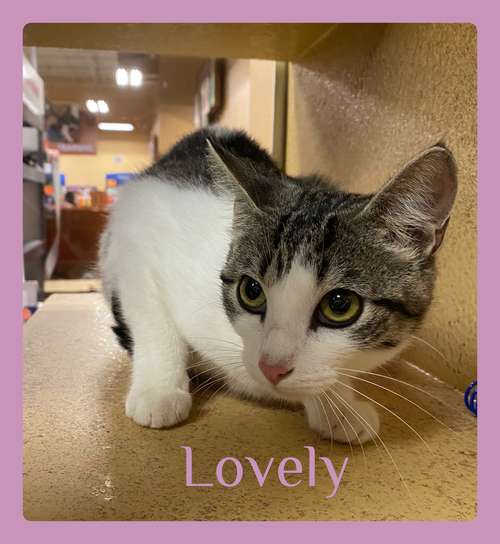 LOVELY, an adoptable Tabby in Lawton, OK