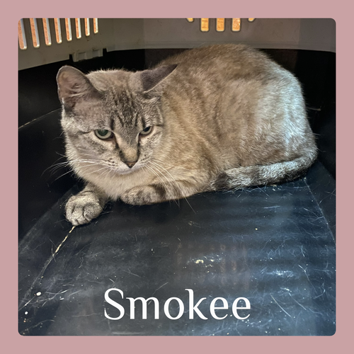 SMOKEE, an adoptable Siamese in Lawton, OK