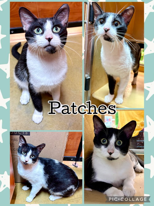 PATCHES, an adoptable Tabby in Lawton, OK