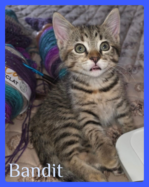 BANDIT, an adoptable Tabby in Lawton, OK