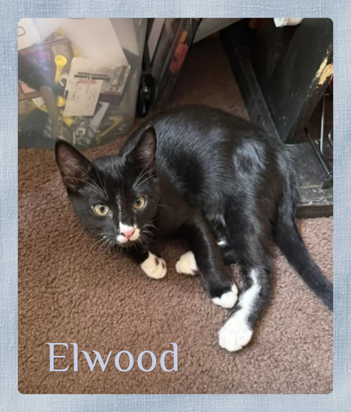 ELWOOD, an adoptable Tabby in Lawton, OK