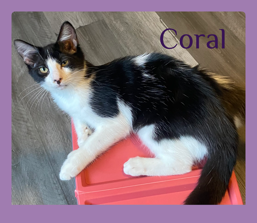 CORAL