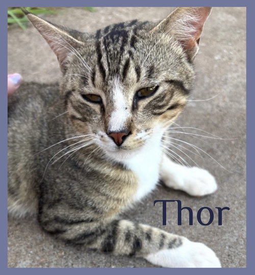 THOR