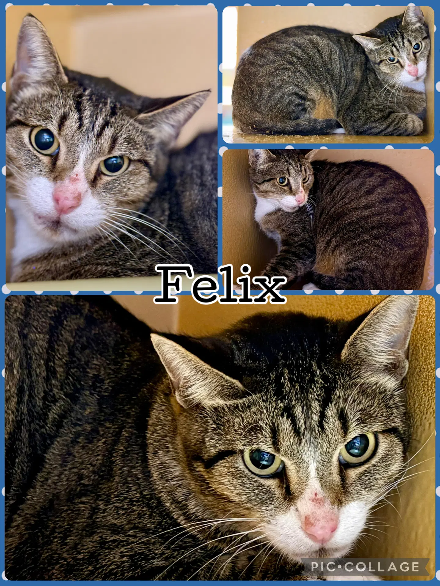 Felix - Tabby