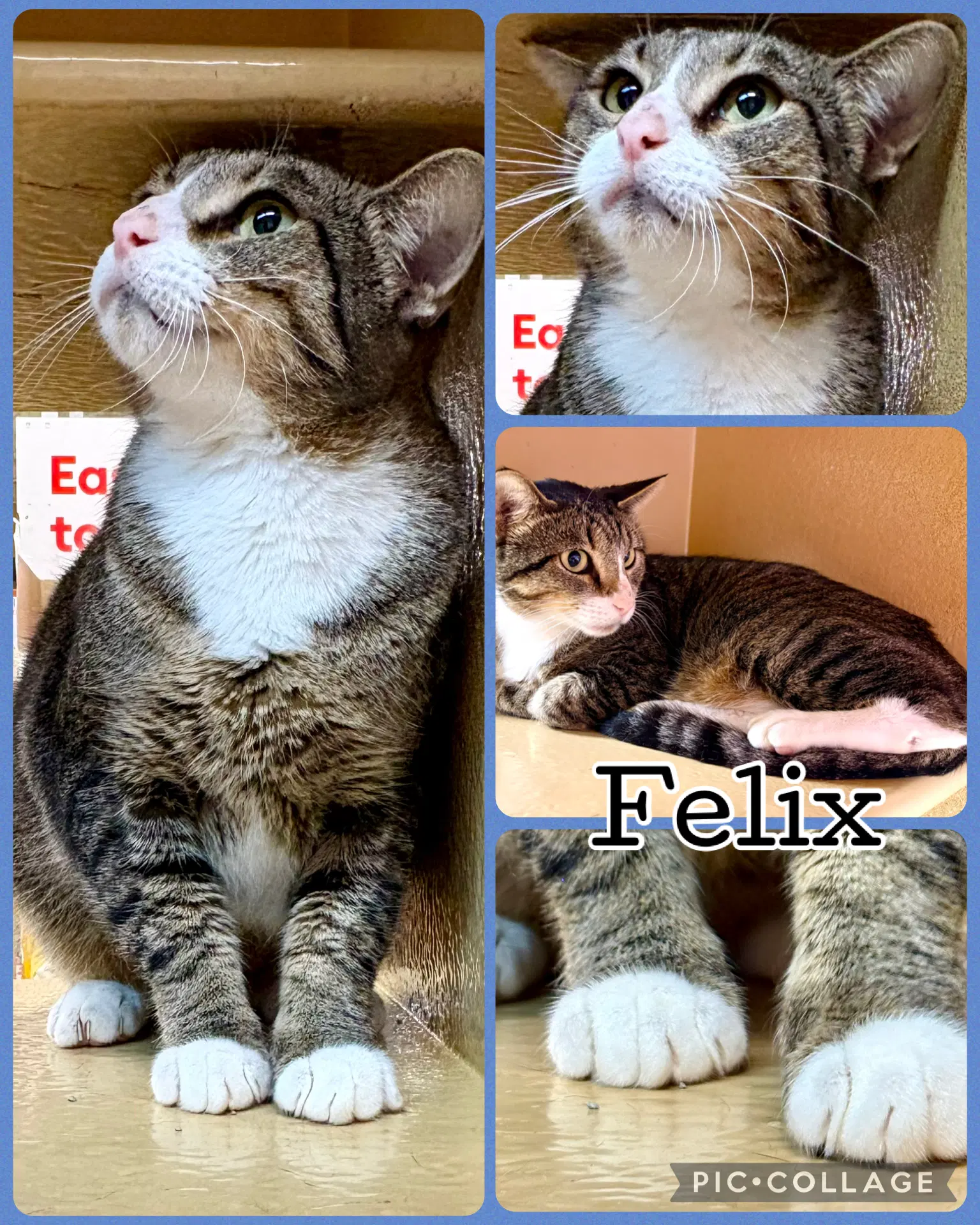 Felix - Domestic Short Hair