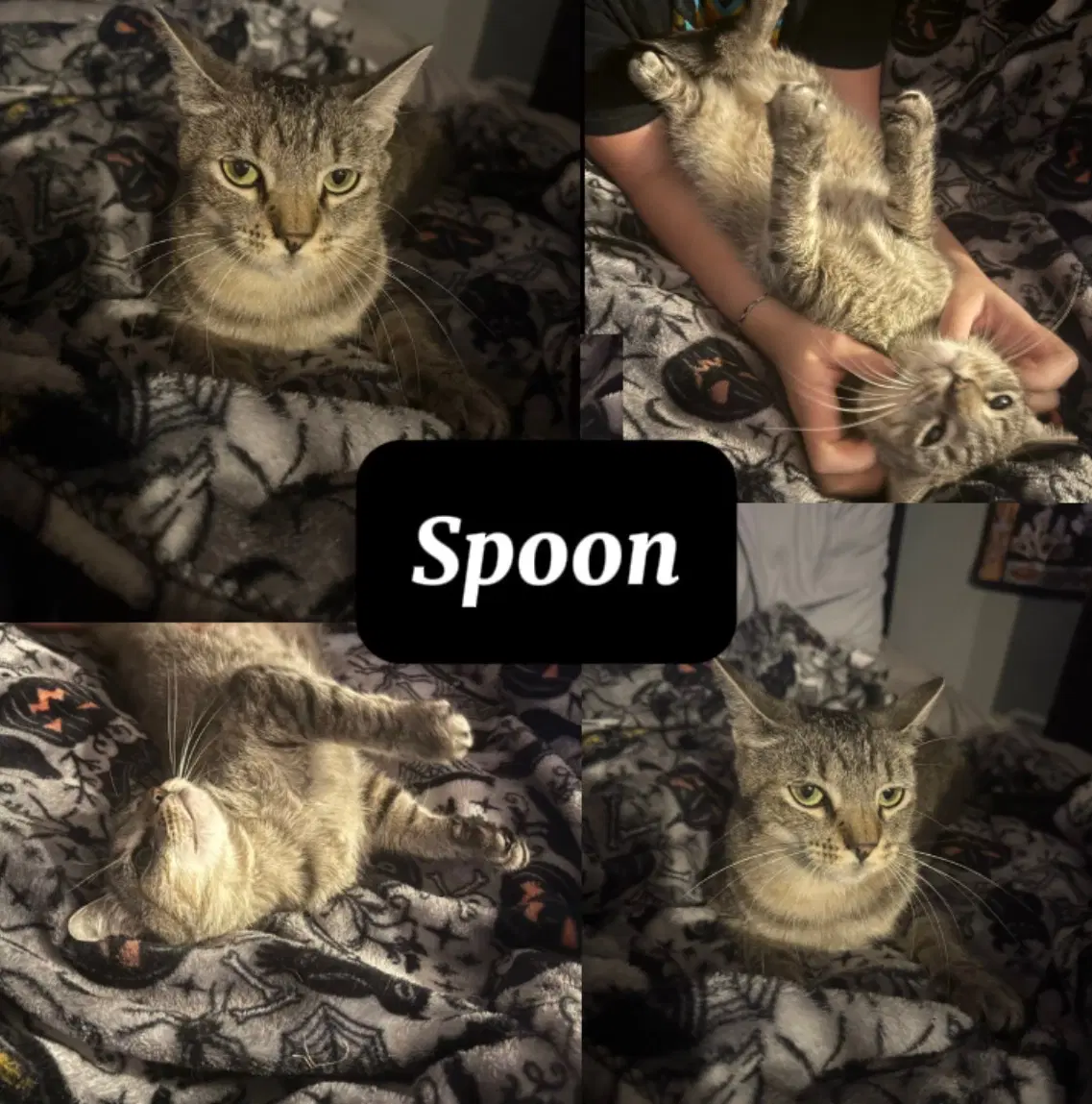 Spoon - Tabby