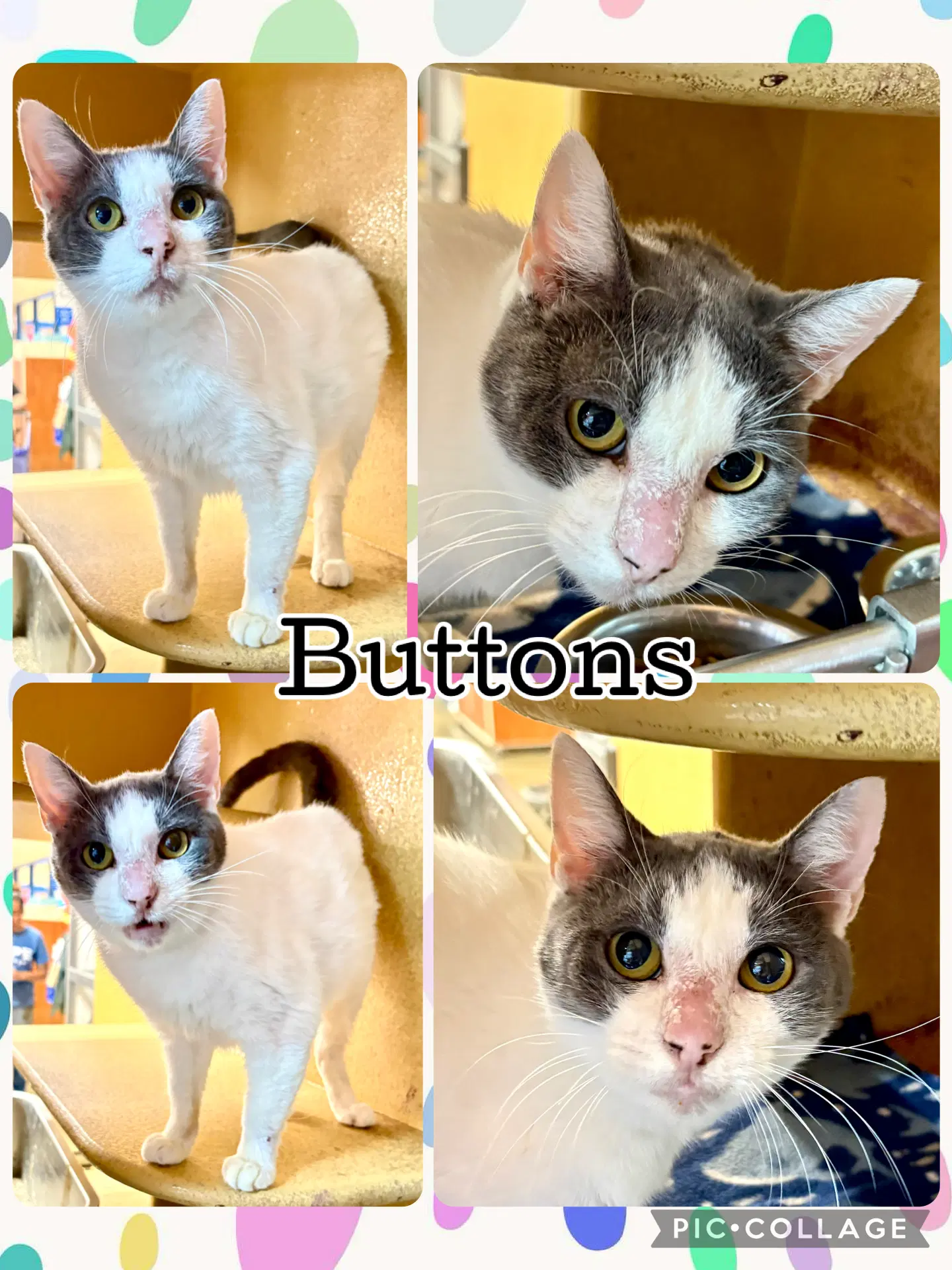 Buttons - Tabby