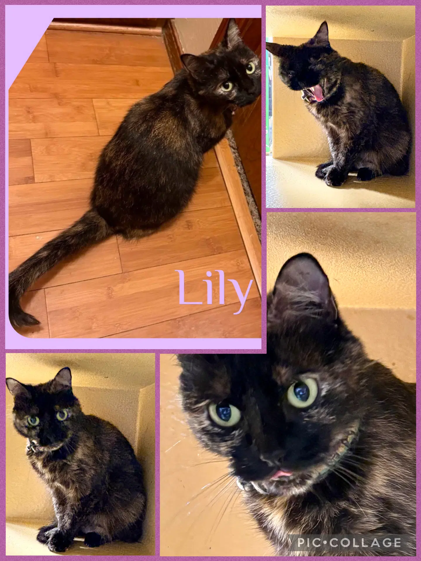 Lily - Tortoiseshell