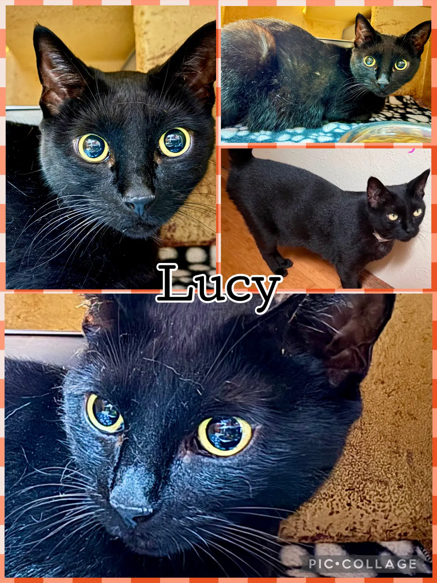 Lucy - Tabby