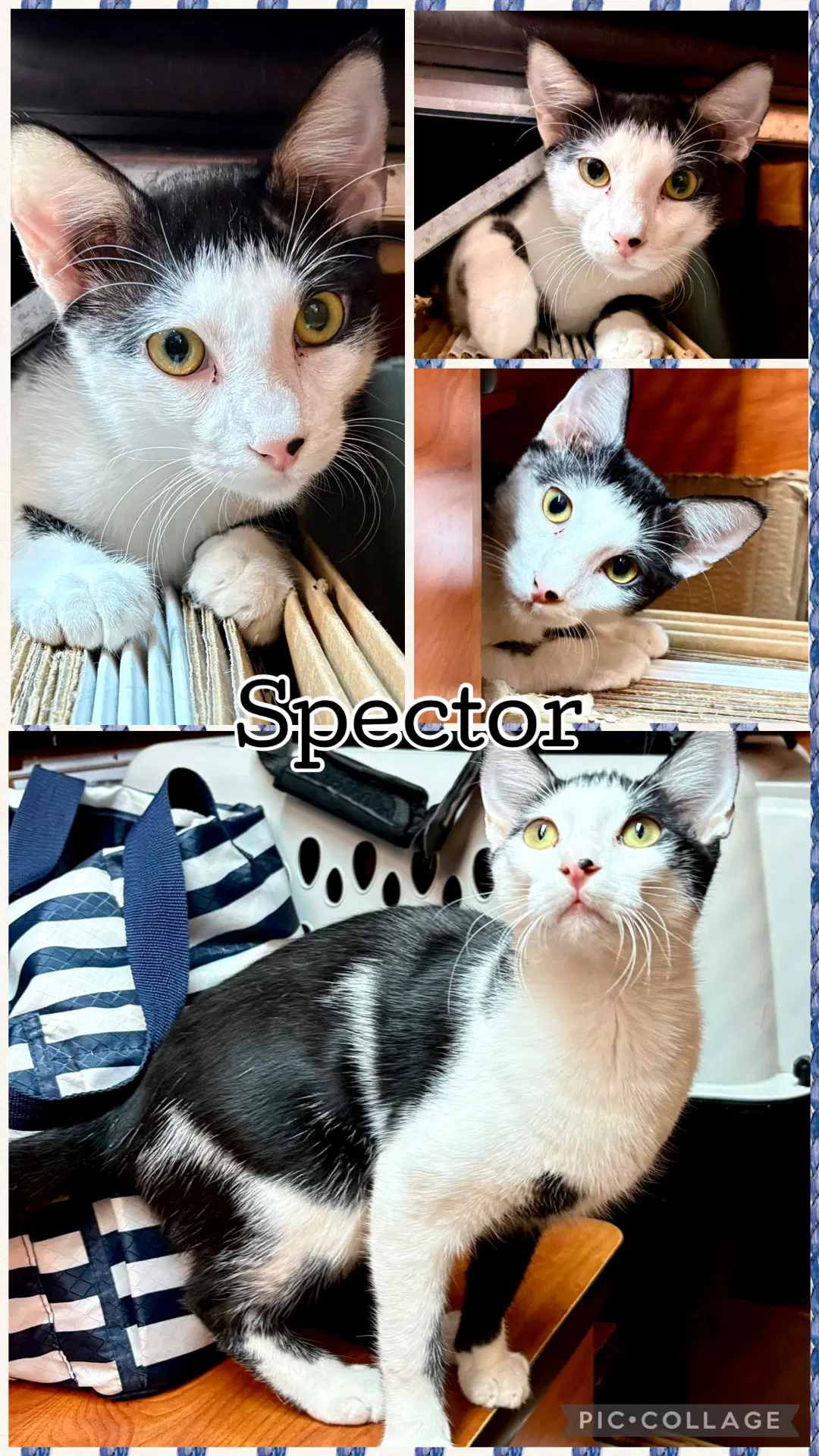 Spector - Domestic Short Hair