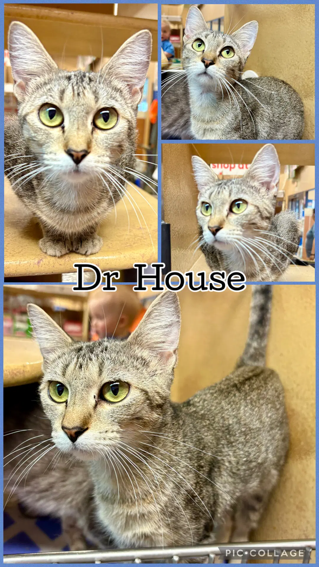Dr House - Tabby