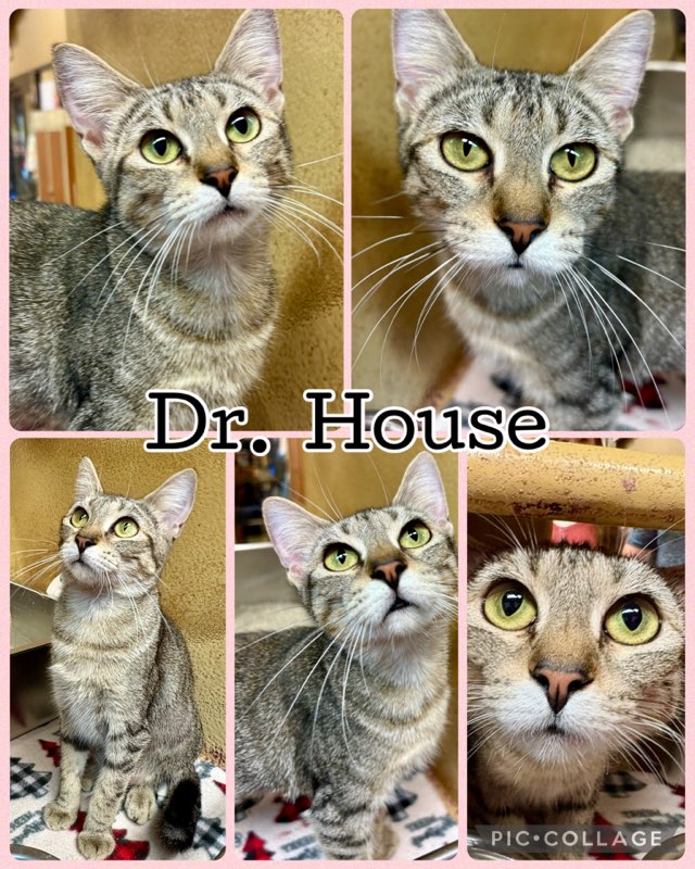 DR HOUSE