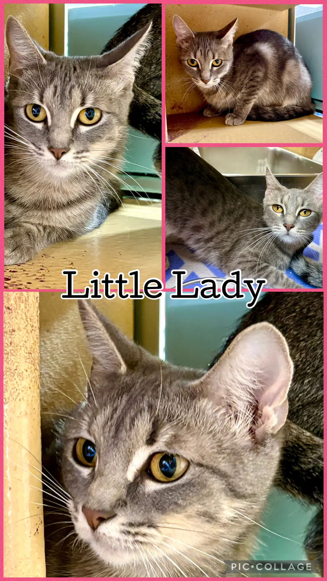 Little Lady - Tabby