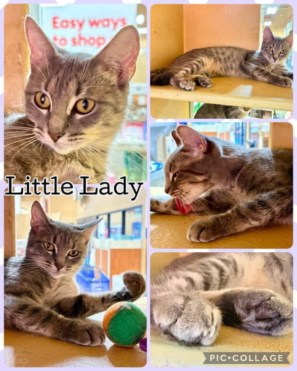 LITTLE LADY