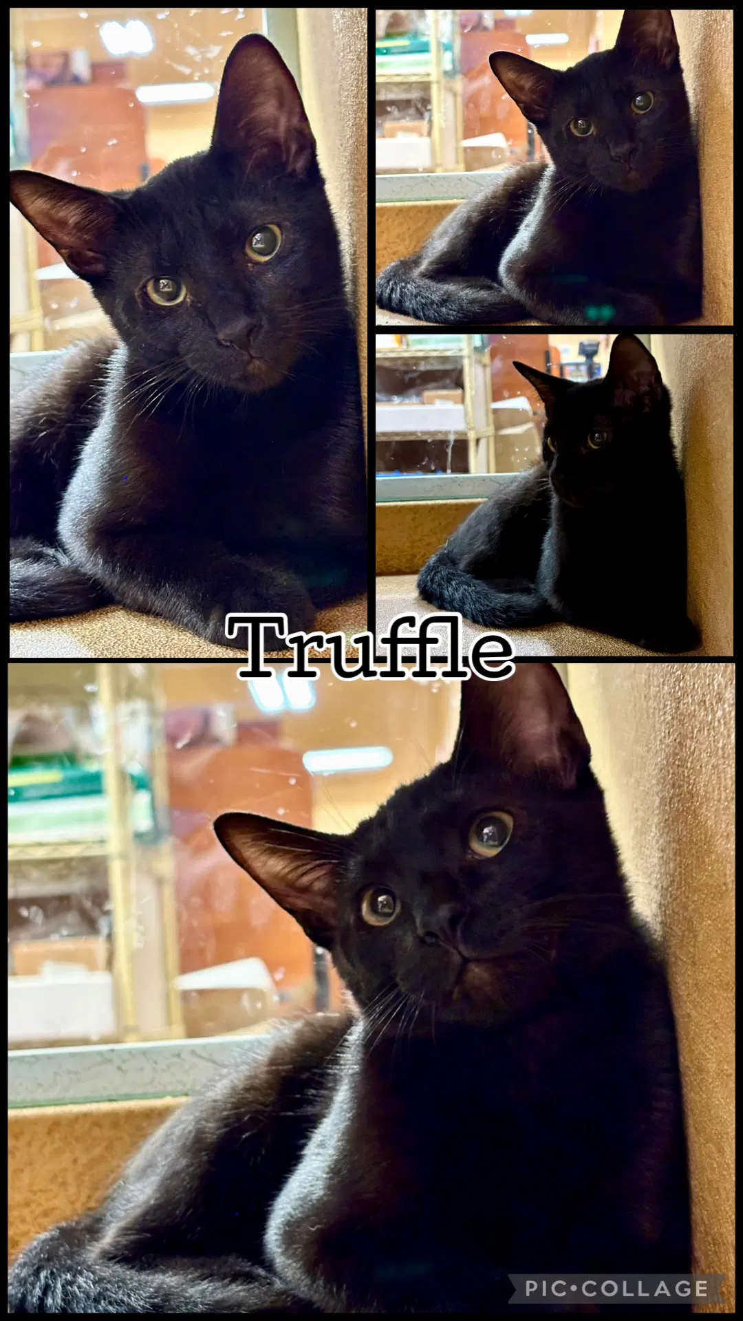 Truffle - Domestic Short Hair