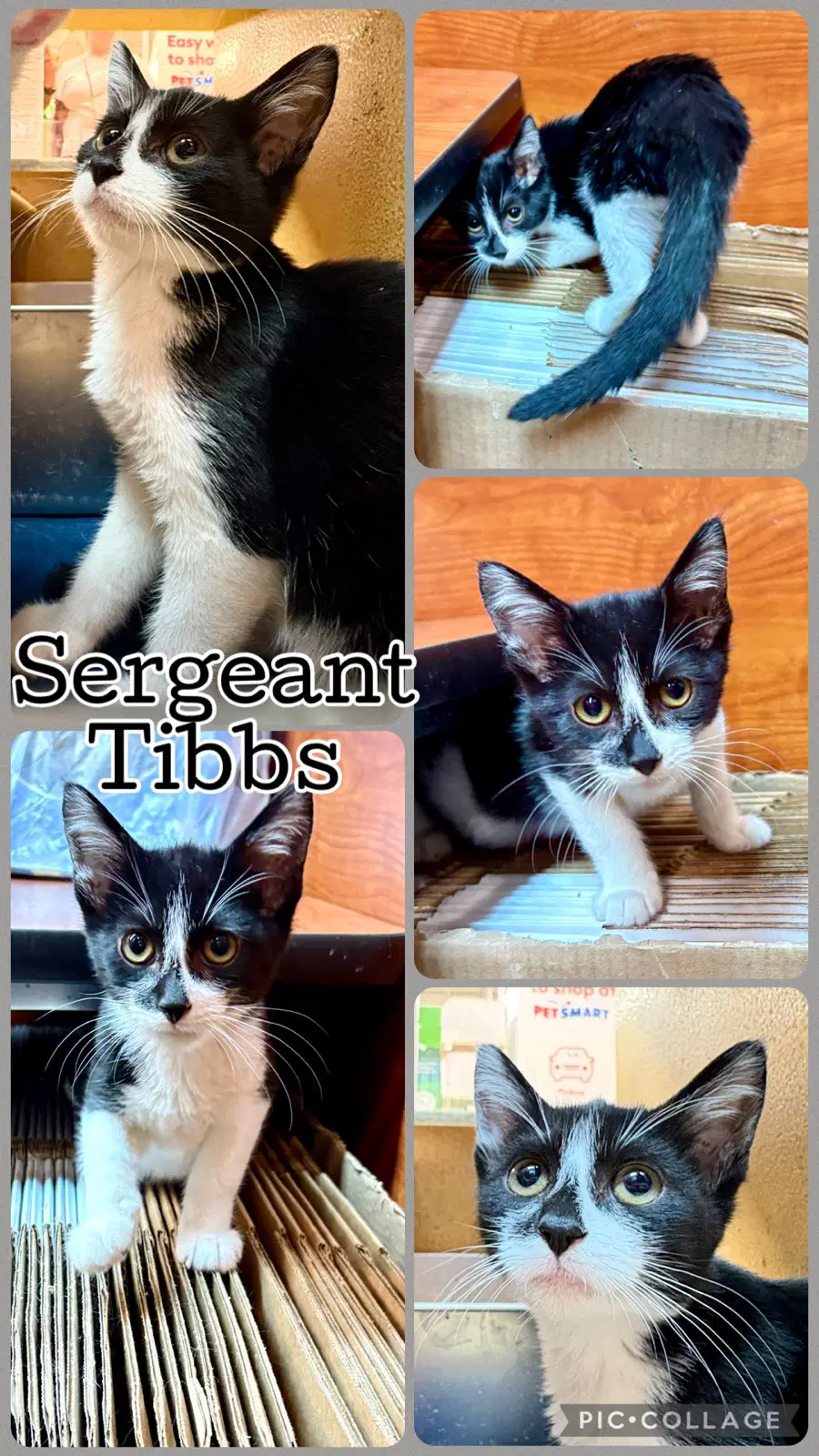 Sergeant Tibbs - Domestic Short Hair