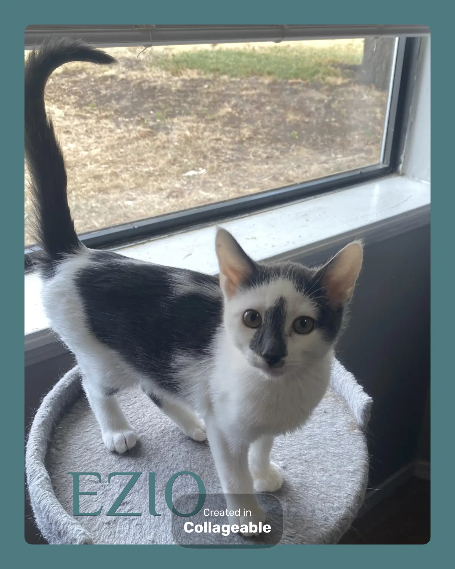 Ezio - Domestic Short Hair