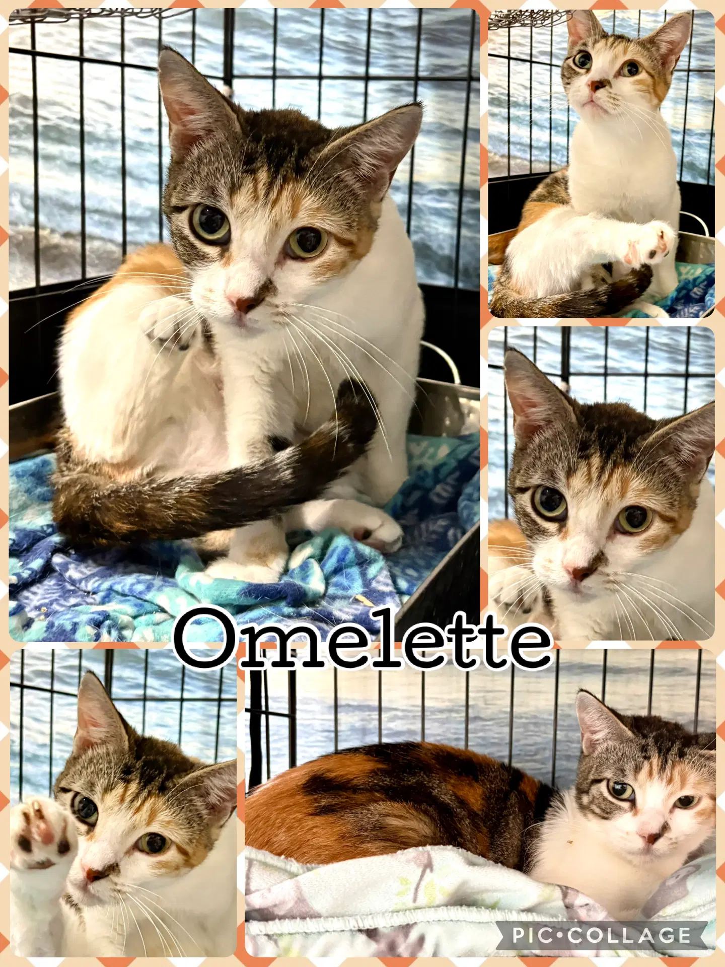 Omelette image 1