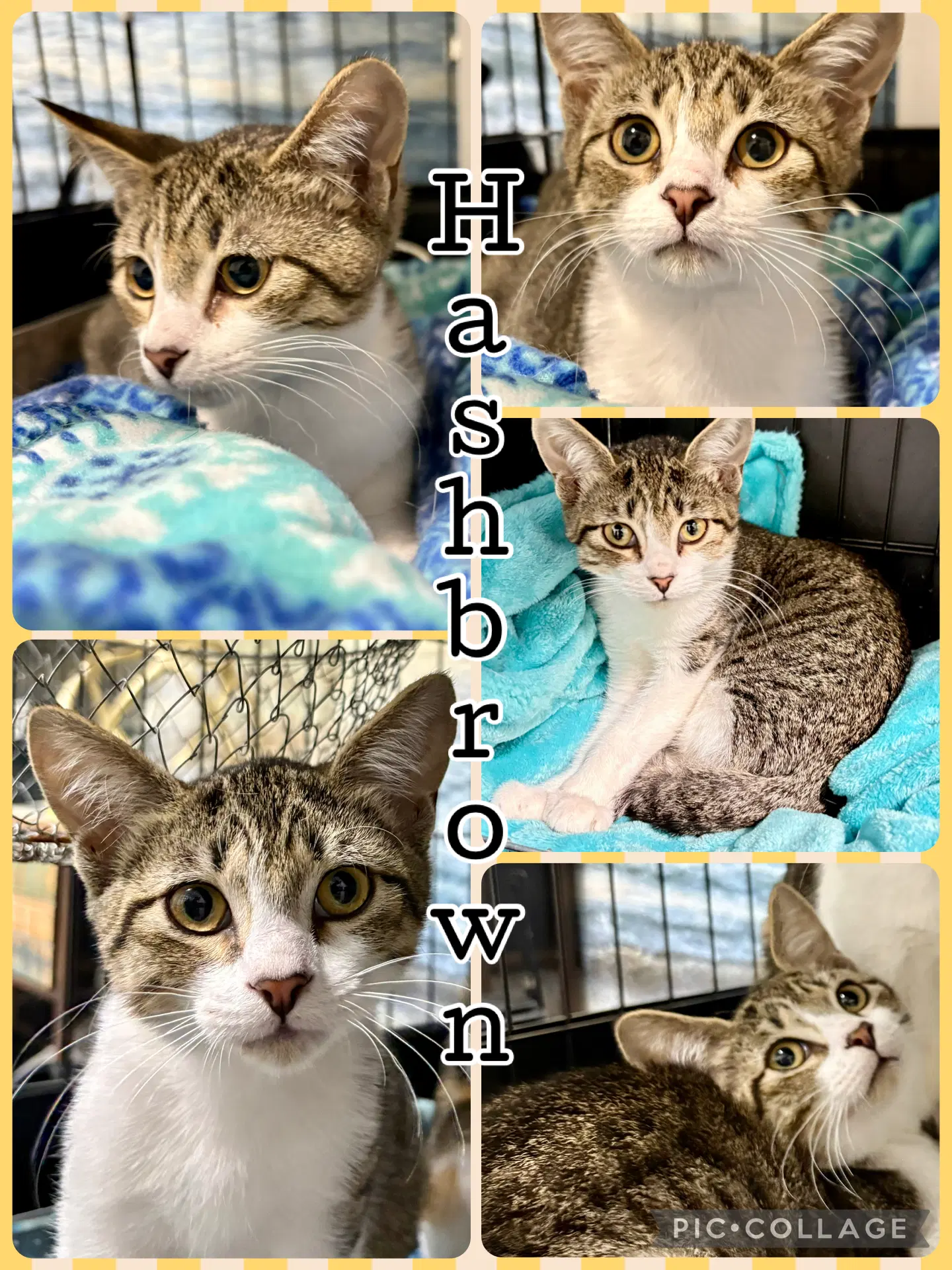 Hash Brown - Tabby