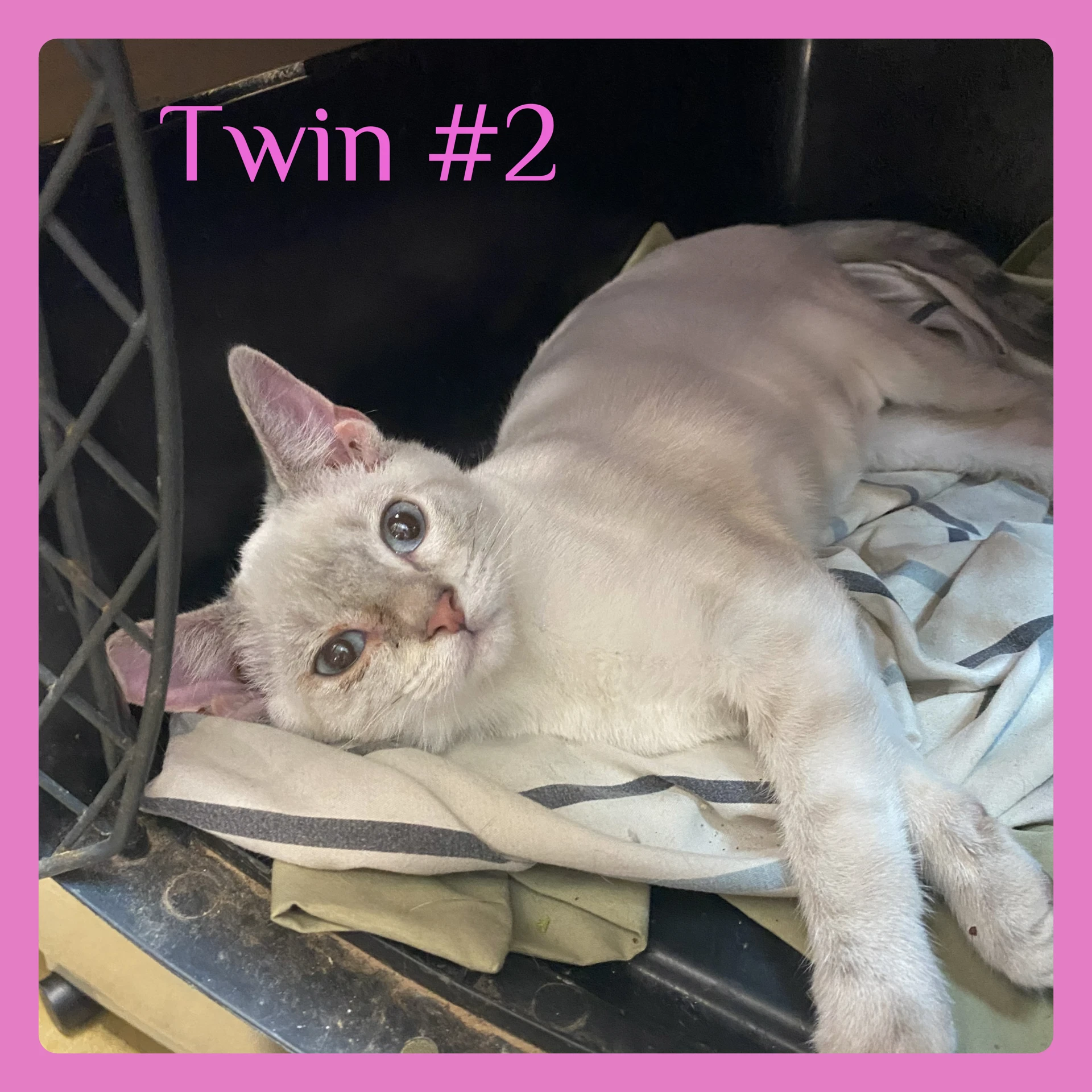 Twin