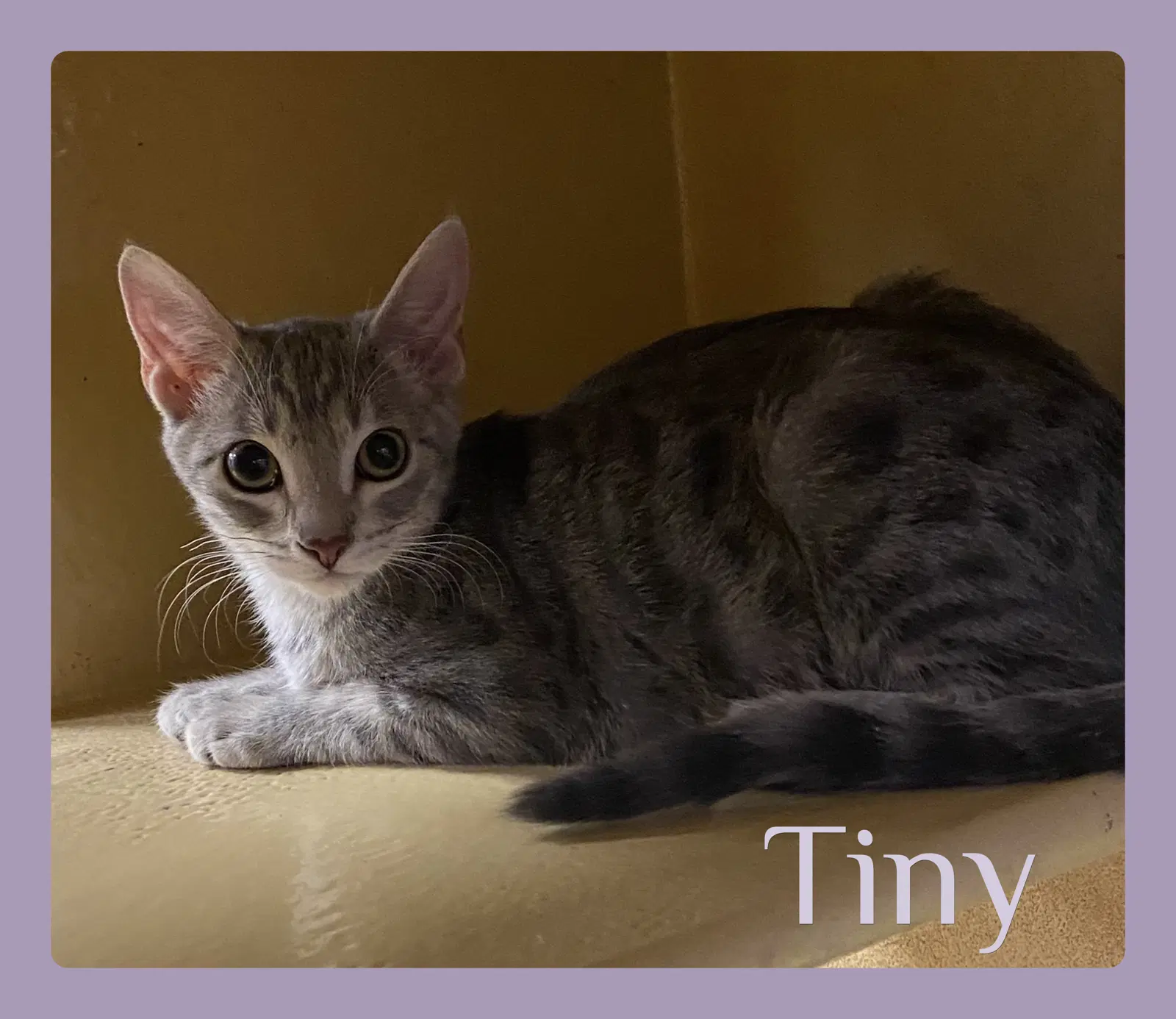 Tiny - Tabby