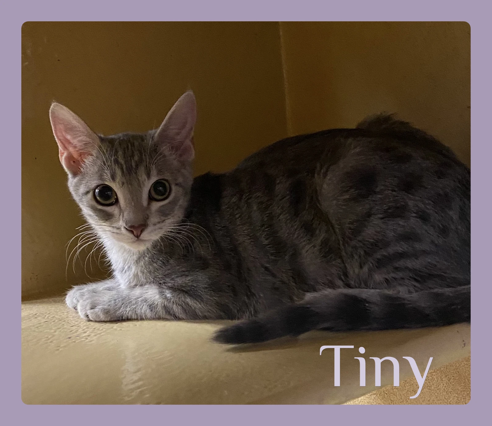 Tiny
