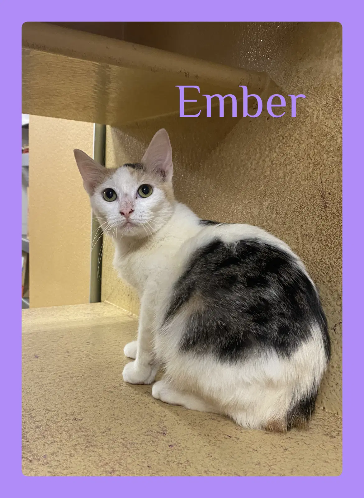 Ember - Domestic Short Hair