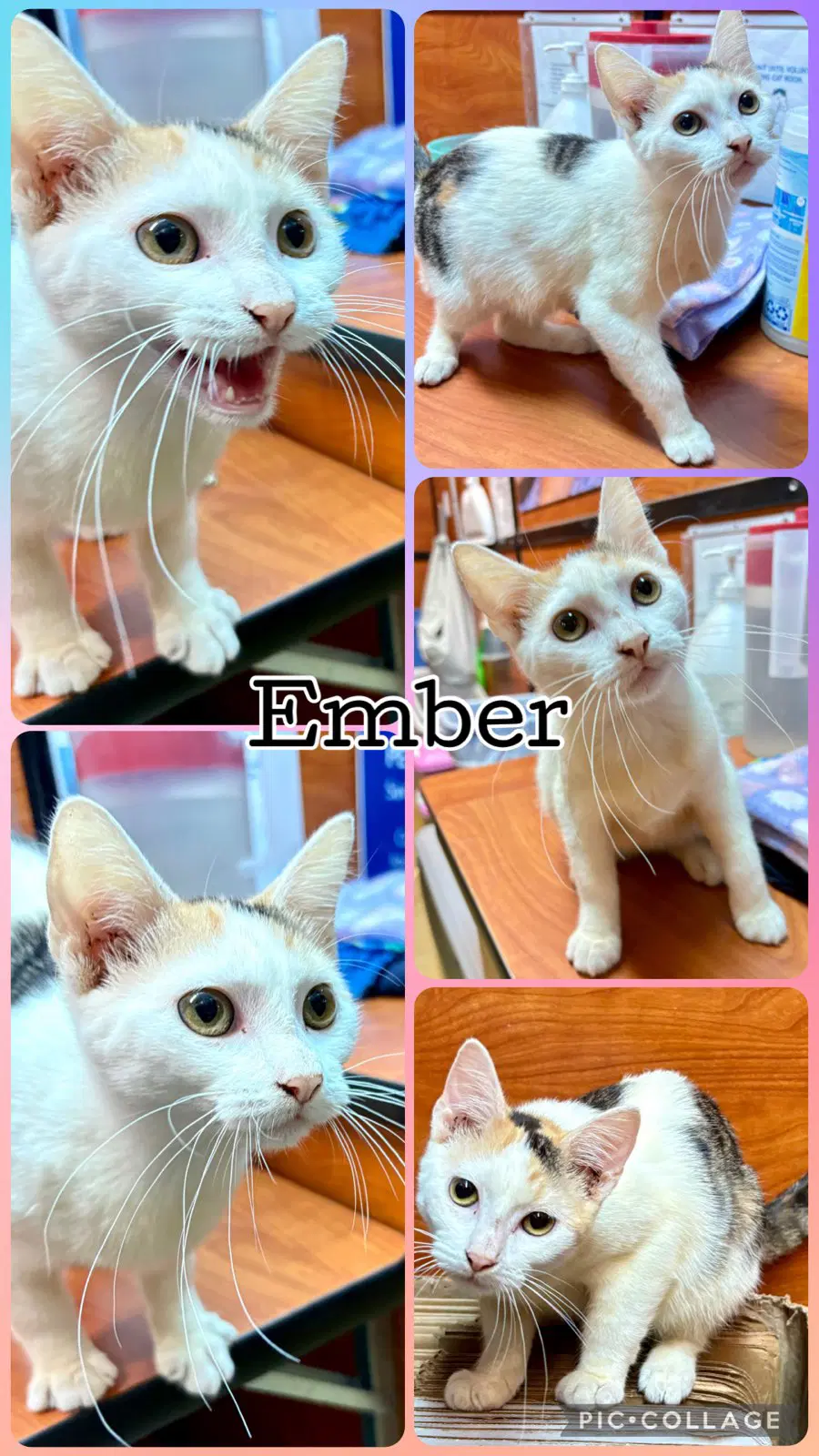 Ember - Domestic Short Hair