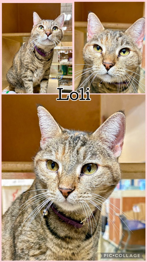 picture of the cat needing adoption