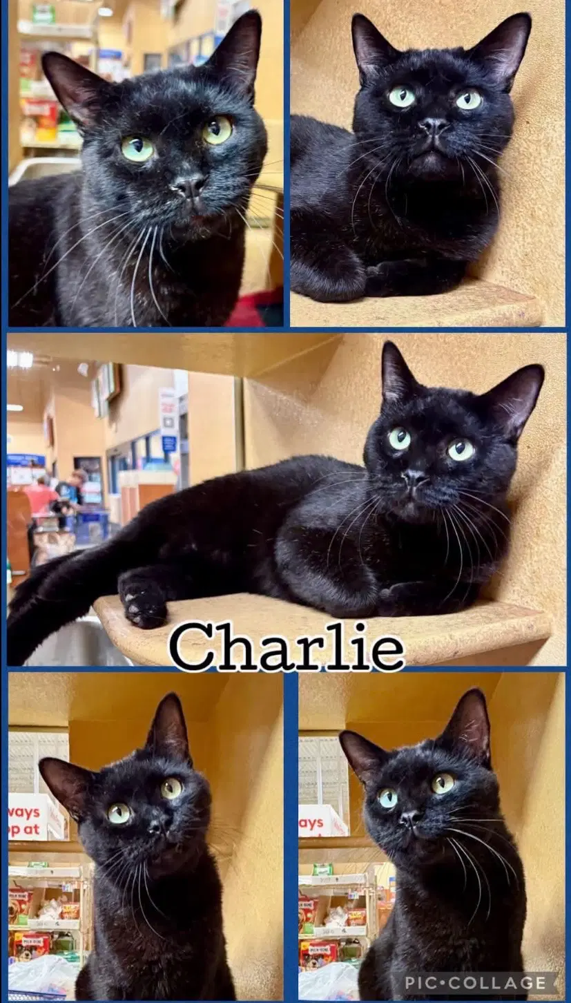 Charlie - Tabby
